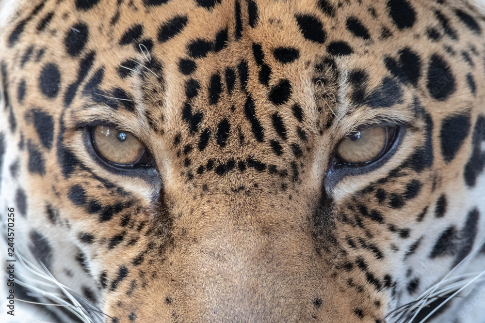 Fotografie sleeping jaguar