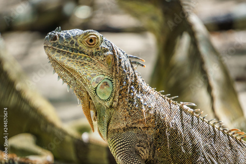 Beautifull Iguana Close Up