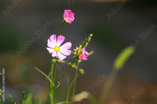 Pink flower cosmos bipinnatus on grey background