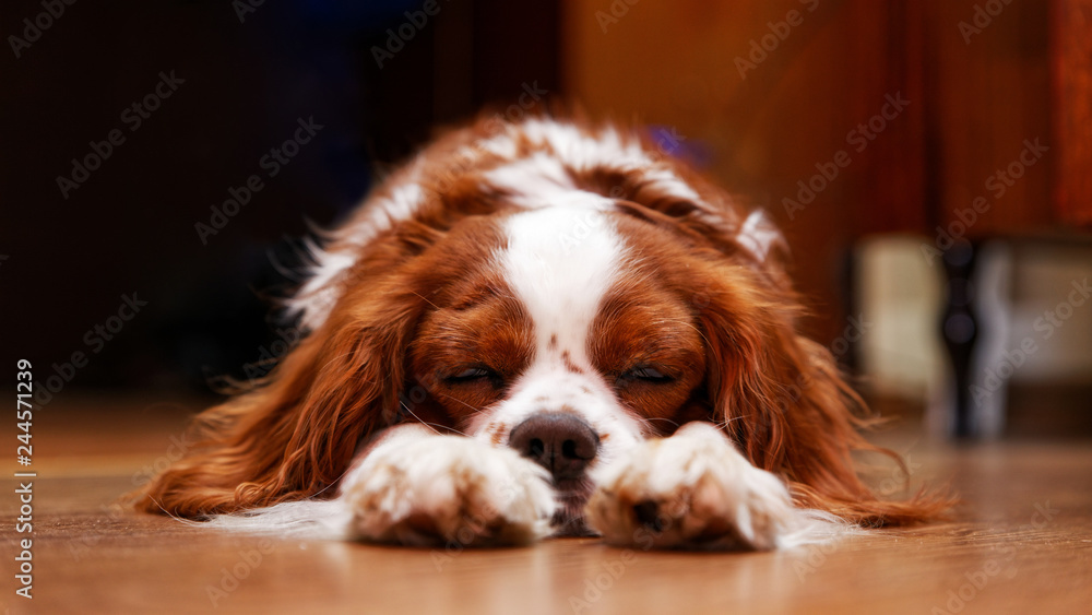 Dog King Charles Spaniel lying on the floor napping with closed eyes and pulling out the front paws. Shallow focus. Dog King Charles Spaniel lying on the floor napping with closed eyes and pulling out the front paws. Shallow focus.