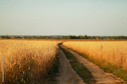 Wheat field with road