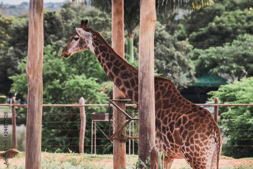 Photography giraffe in the zoo
