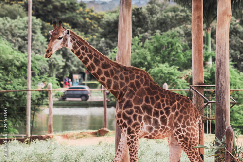 Photography giraffe in the zoo