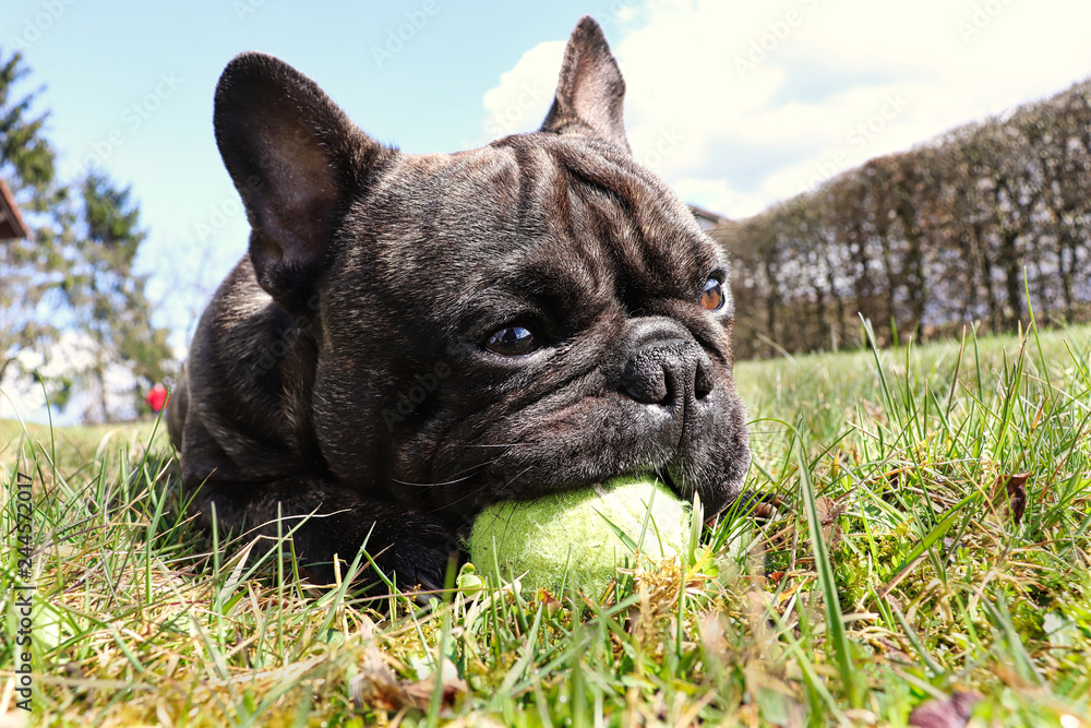Hund mit Tennisball
