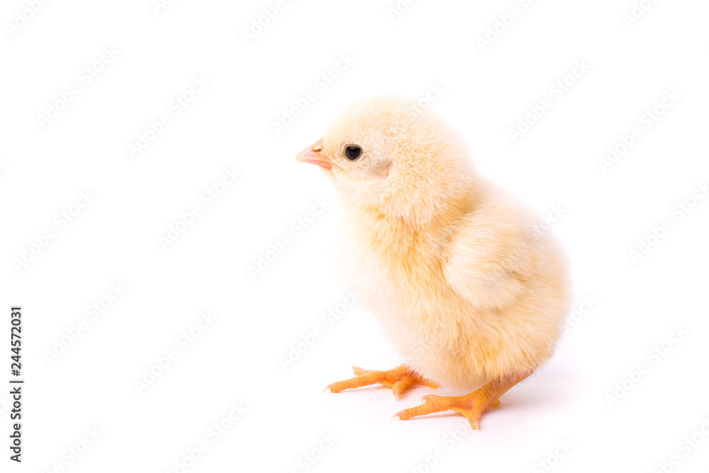 Small yellow chicken isolated on a white background