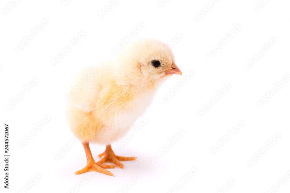 Obraz premium Small yellow chicken isolated on a white background