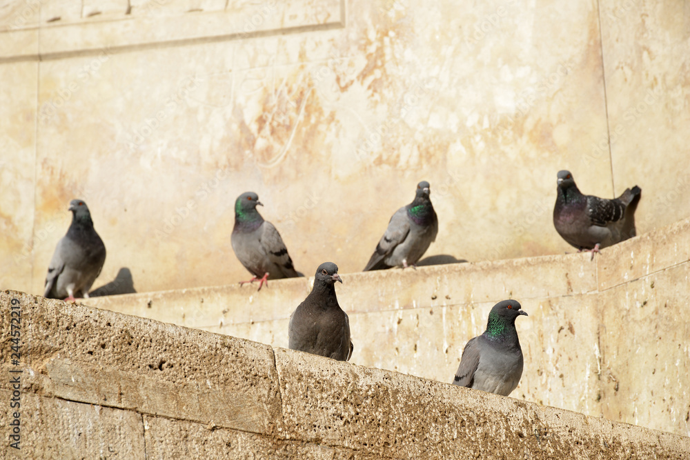 Fototapeta premium white pigeons on the roof