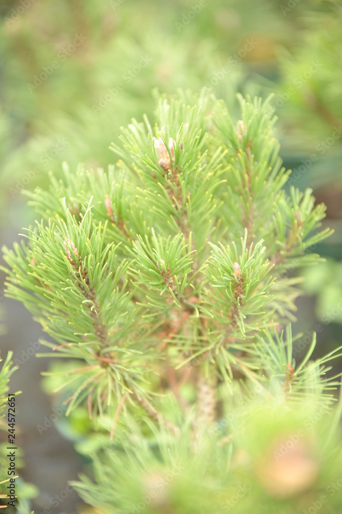 Pinus mugo hesse Pinus mugo hesse