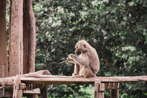 monkey in the zoo © Larissa
