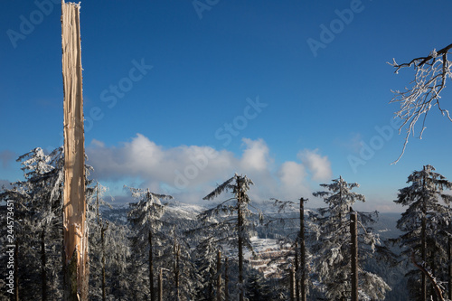 Holzbruch im Schwarzwald 