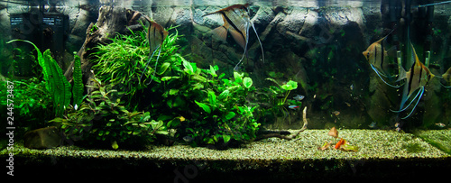 Beautiful Pterophyllum scalare fish in aquarium