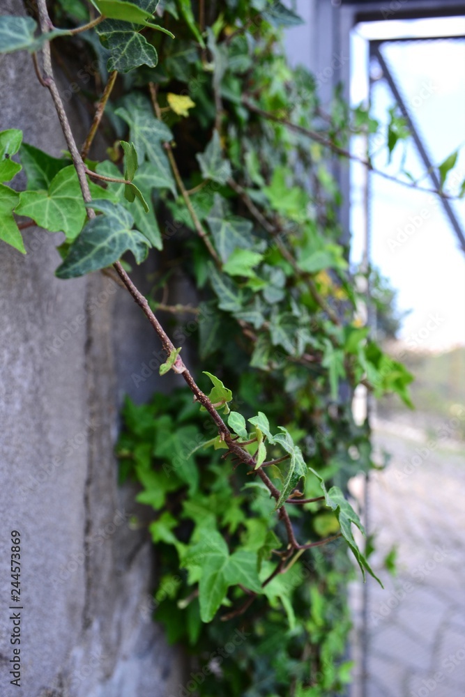 Foliage Foliage
