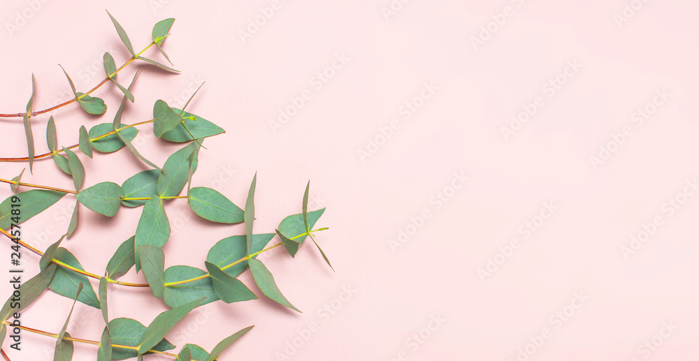 Fototapeta premium Eucalyptus twigs on pastel pink background. Flat lay, top view, copy space. Floral background, flowers composition, green Eucalyptus leaves, mock up.