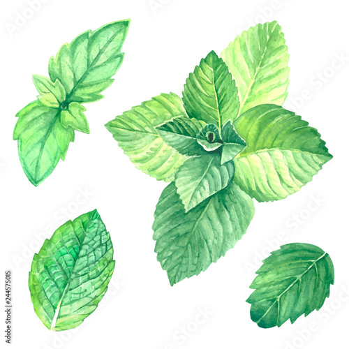 Collection image of mint leaves