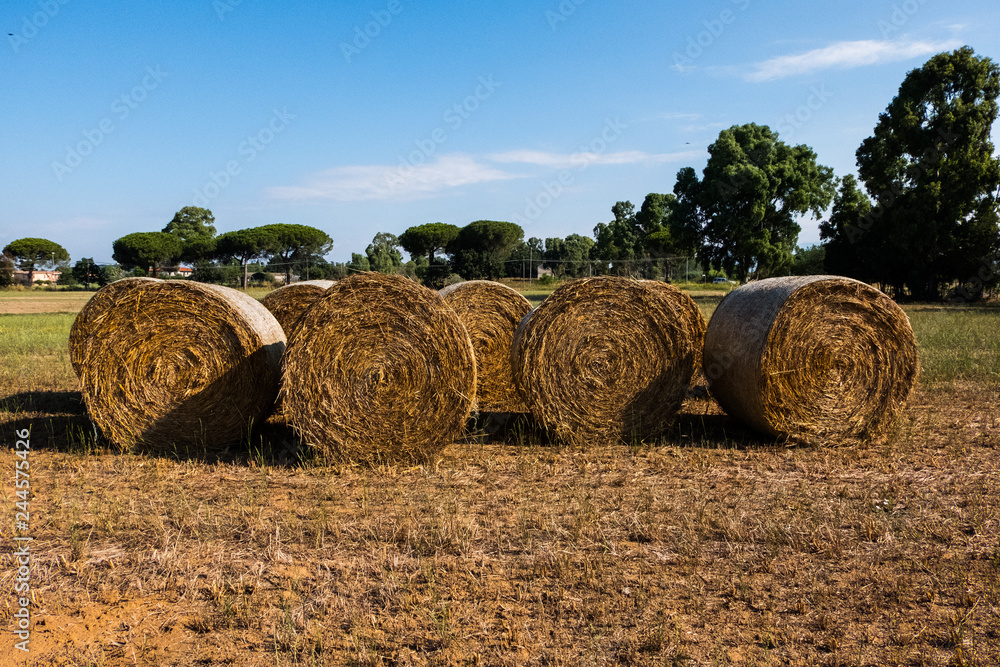 Straw bales drying on a sunny day with trees on the landscape.