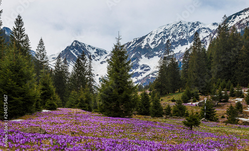 Purple crocus flowers and beautiful spring landscape in Fagaras mountains, Carpathians, Transylvania