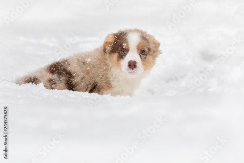 The fluffy little puppy of white and brown color sits on the street on a snowdrift. It is snowing