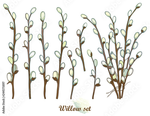 Vector set with outline Willow twigs in pastel white isolated on white background. Branch with blossoming pussy Willow in contour style for springtime design and Easter decoration.