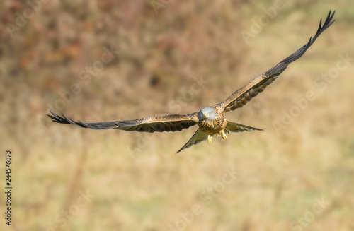milvus red kite © fsanchex