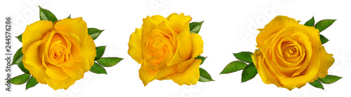 Fresh beautiful yellow rose isolated on white background with clipping path