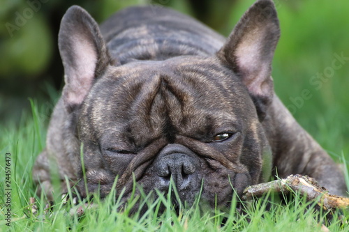 Französische Bulldogge © Philipp