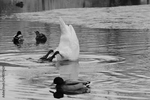 blackwhite schwarzweiß Schwan lustig funny