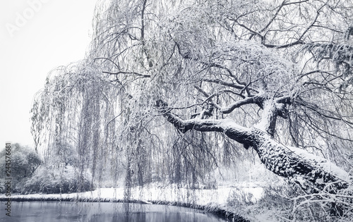 Snowcovered weeping willow in landscape park, Wilhelminapark, Delft
