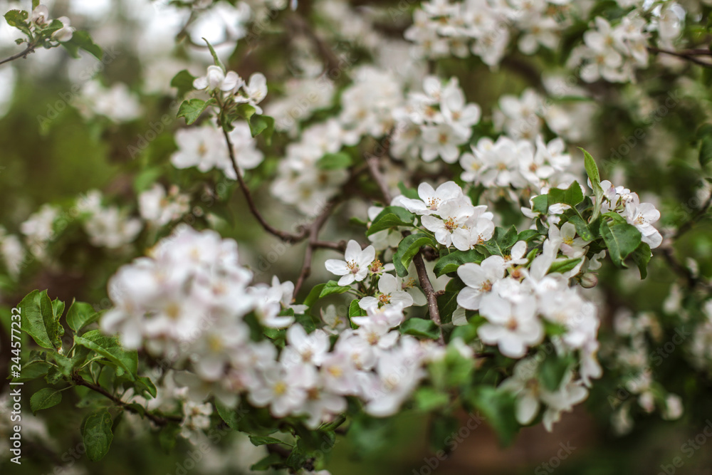 Shallow depth of focus, only few flowers in focus, Apple blossoms on tree branches in shade. Abstract spring background.