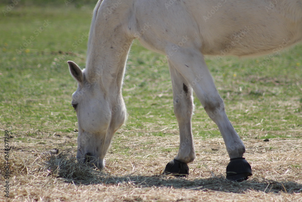 Fototapeta premium White horse on a field
