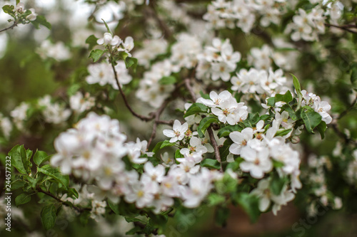 Shallow depth of focus, only few flowers in focus, Apple blossoms on tree branches in shade. Abstract spring background.