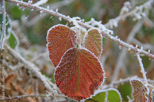 bunt Kalt Eis Ice Winter Makro