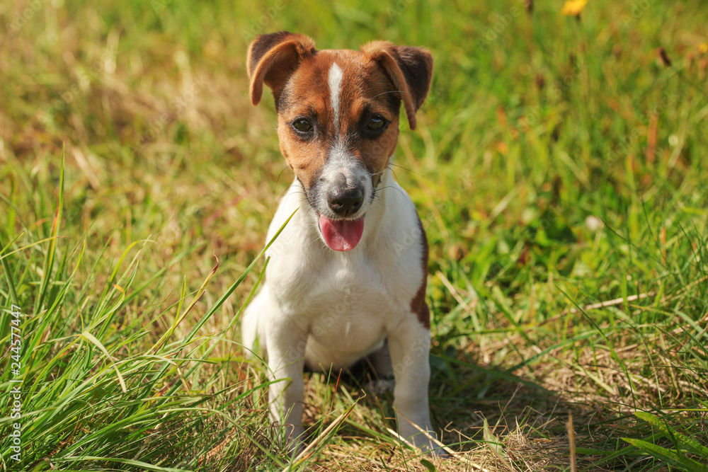 Small Jack Russell terrier sitting on sun lit grass, looking into camera, her tongue out.