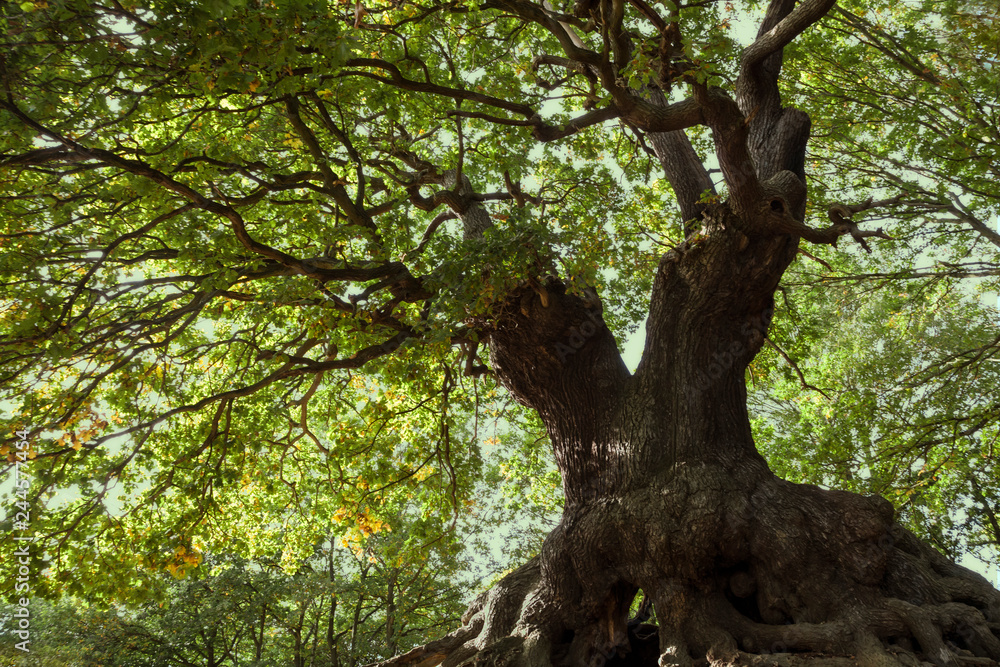 Obraz premium Ancient Mighty Oak Tree with Exposed Tangled Roots - Epping Forest Background, Loughton , London