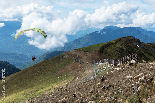 The concept of extreme relaxation. In the foreground, two people are flying on a colorful paraglider. Goats graze below. In the background, mountains covered with forests. Beautiful clouds. Summer day