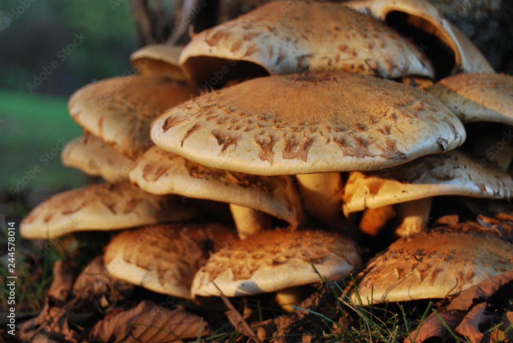 Pilze im Abendlichtamm, wald, na Pilze im Abendlichtamm, wald, na