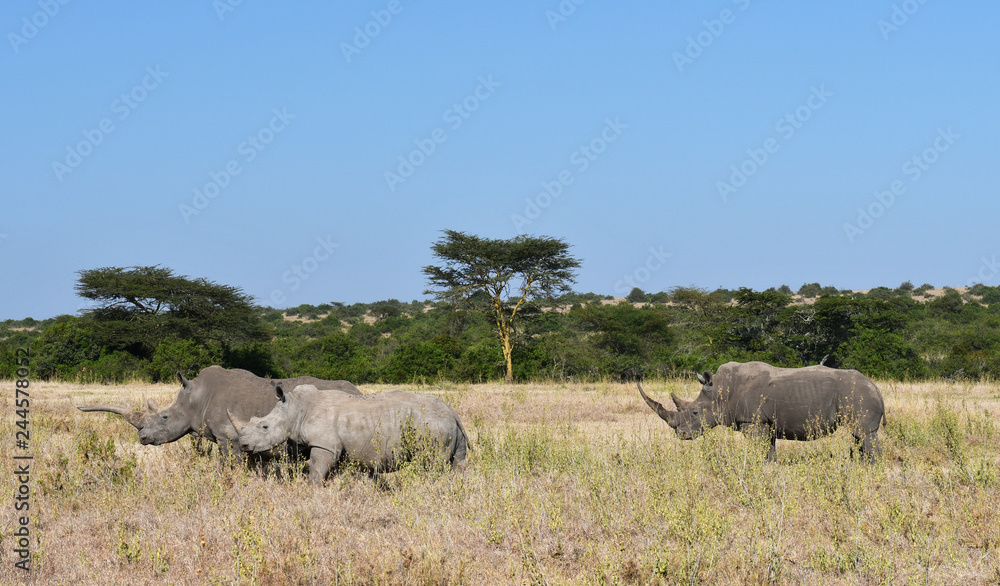 Naklejka premium Nosorożce w Kenii