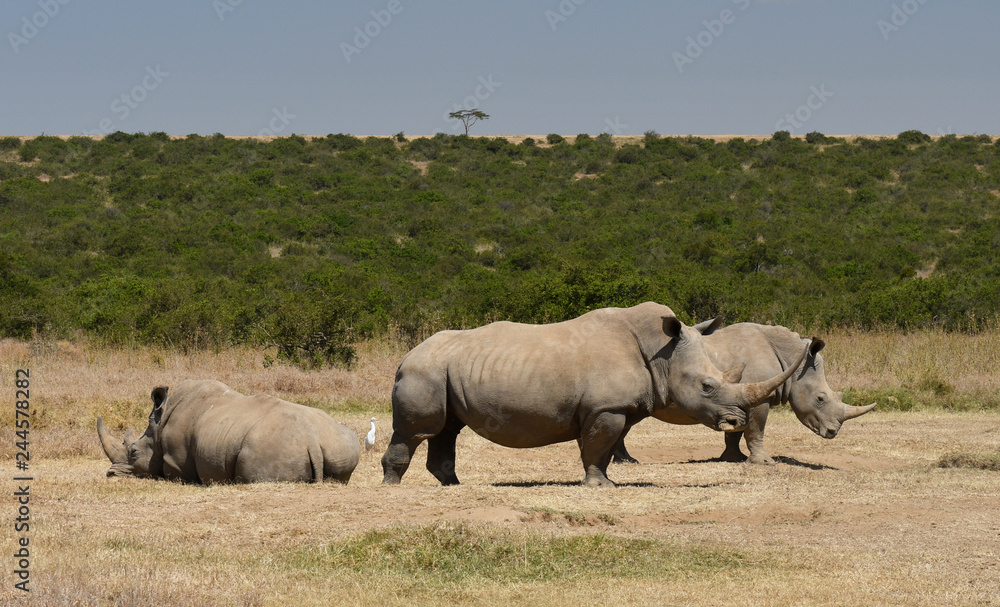Obraz premium Nosorożce w Kenii