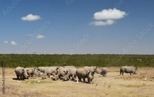 Nashörner in Kenia 