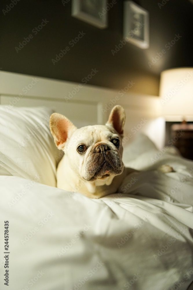 sleepy frenchie