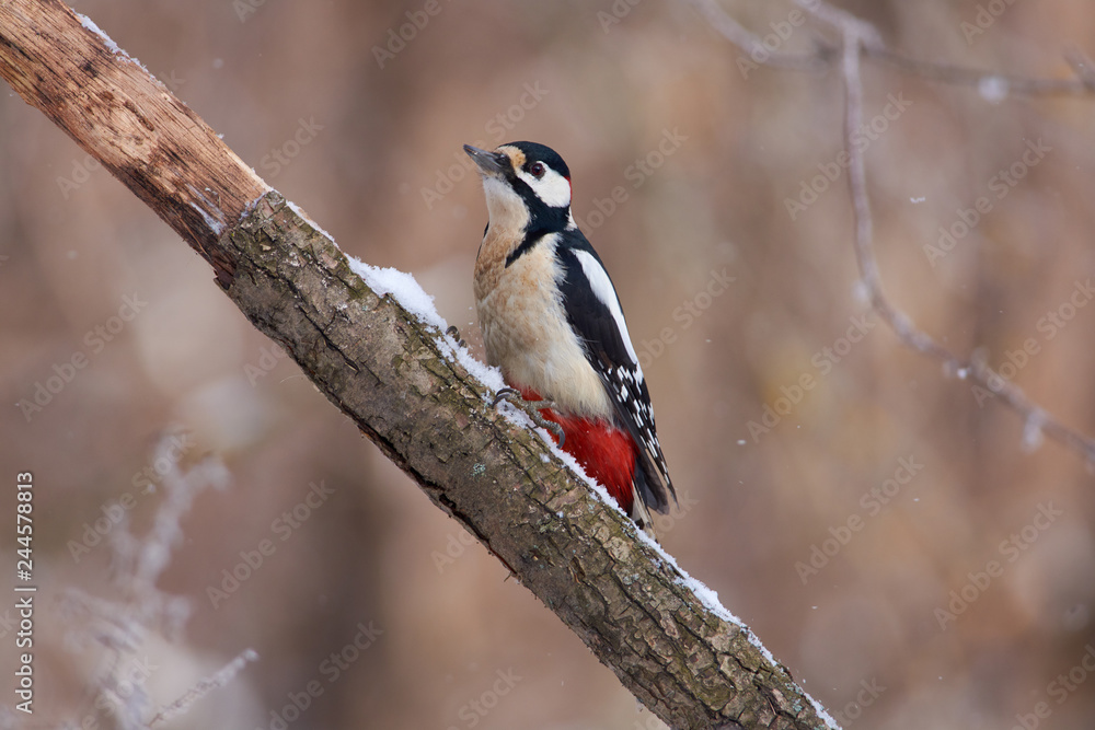 Great spotted woodpecker sits on a dry branch covered with snow in the forest park on the first day of winter. Great spotted woodpecker sits on a dry branch covered with snow in the forest park on the first day of winter.