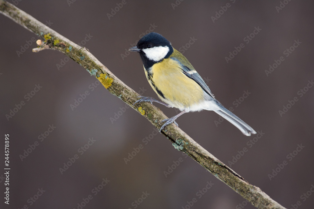 Great tit sits on a branch covered with lichen in a forest park on a cloudy day. Great tit sits on a branch covered with lichen in a forest park on a cloudy day.