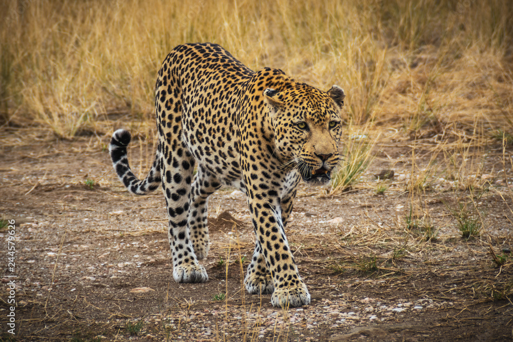 Obraz premium Leopard