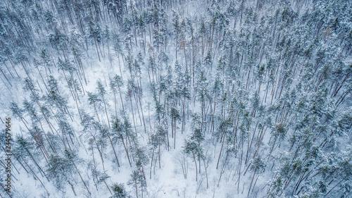 Aerial view of evergreen Christmass forest from above. drone shot. natural winter background