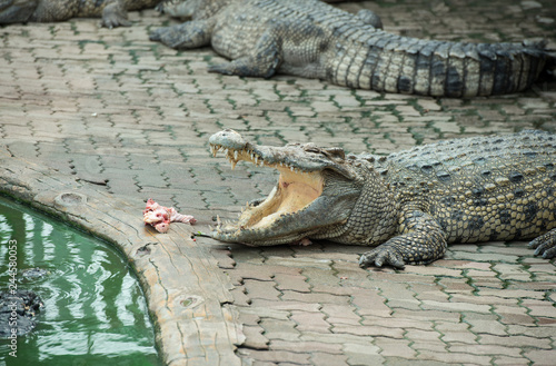 Crocodiles will eat chicken at Crocodile Farm in Thailand