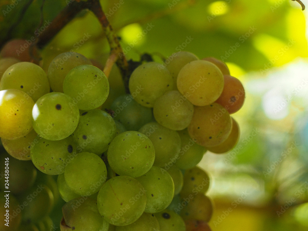 bunch of grapes on the vine bunch of grapes on the vine