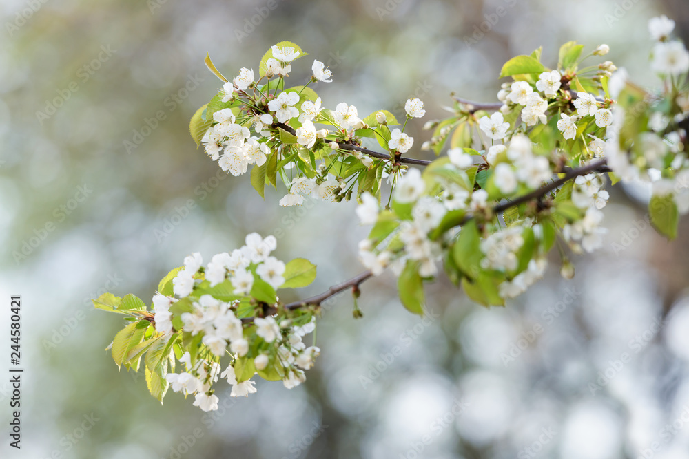 White cherry flowers on spring time. Macro nature photography