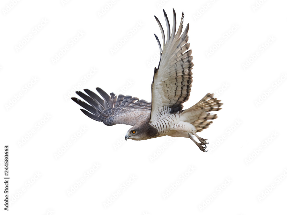 Beaudouins snake eagle (Circaetus beaudouini) Beaudouins snake eagle (Circaetus beaudouini)