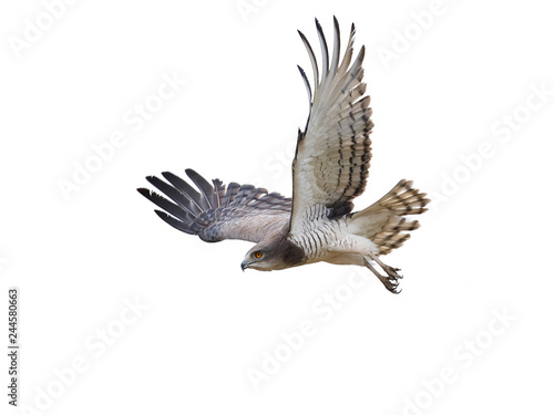 Beaudouins snake eagle (Circaetus beaudouini)