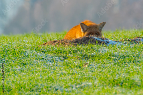 young fox at a fox cave © Mario Plechaty