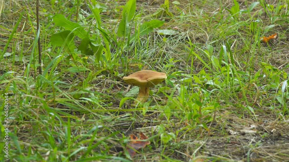 Brown mushroom in green grass Brown mushroom in green grass